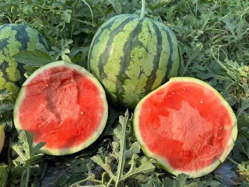 云南民族吃瓜渠道,云南民族特色瓜果美食之旅