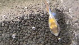 蔬菜胡子瓜怎么吃,解锁蔬菜新风味