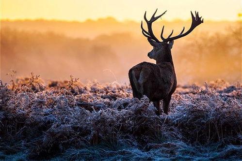 麋鹿吃瓜日常,大自然的悠闲时光