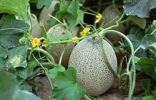 鄯善吃瓜,探寻瓜乡的独特魅力