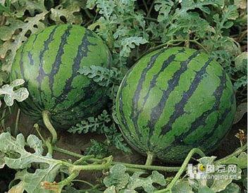 吃瓜容易胖嘛,吃瓜真的容易发胖？揭秘瓜果热量与体重关系