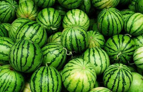 常吃瓜的种类,盘点常见瓜果种类及独特风味