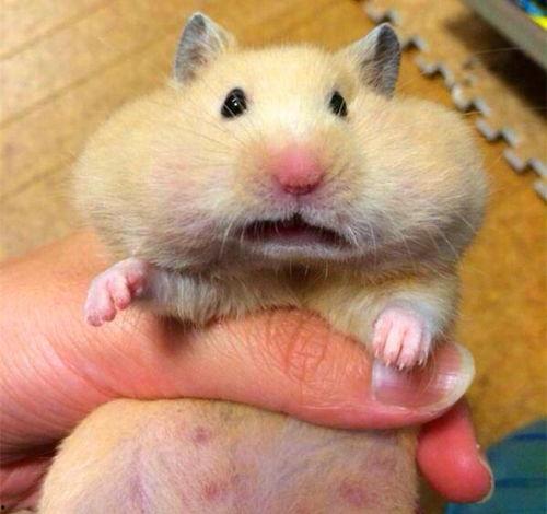 涿州指尖吃瓜鼠,揭秘网络红人的崛起之路