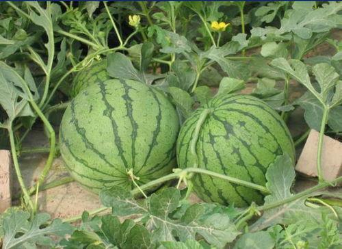 莱芜汇源吃瓜事件,一场网络舆论的风波与反思