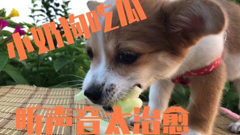 给狗吃小瓜,小瓜美食大揭秘