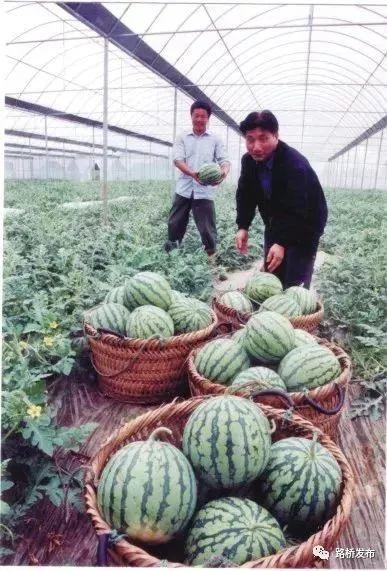 吃瓜群里的文化,揭秘网络社交圈的趣味与争议