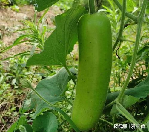 瓠子瓜怎么吃的,解锁美味新体验