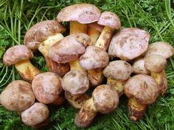 菌烨tako吃瓜菌,揭秘网络红人的瓜田奇遇