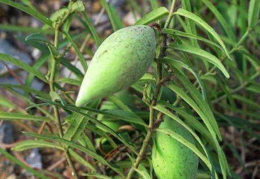 老瓜瓢怎么吃才好,解锁美味新体验