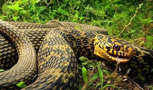 梦见吃瓜吃出毒蛇,吃瓜吃出毒蛇的诡异体验