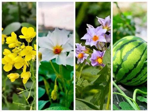 51吃瓜花田叶丛,揭秘网络热点的背后故事