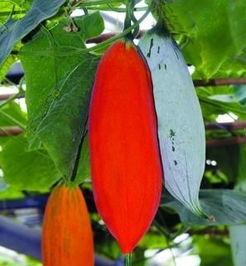 变色瓜种子怎么吃,解锁美味新食尚的神奇之旅